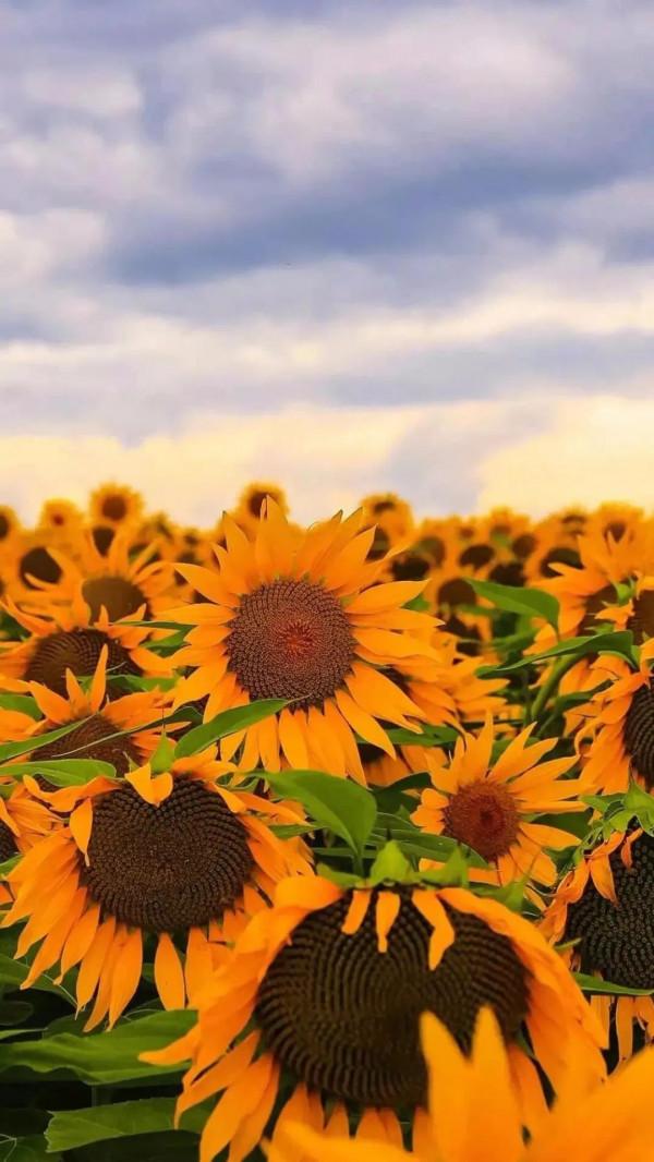 不容錯過的桌布，超好看