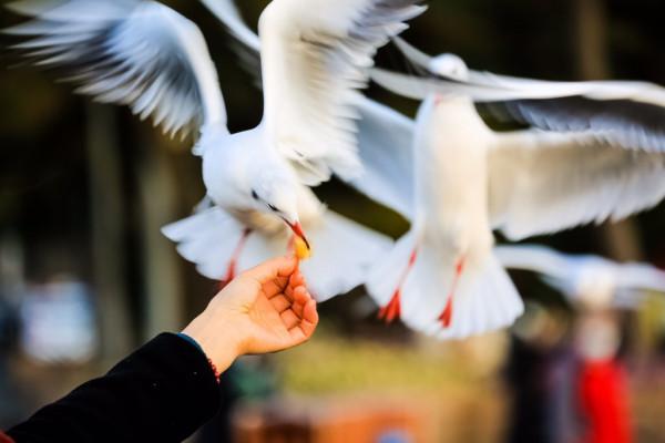 新年假期，來棧橋海邊與海鷗約會