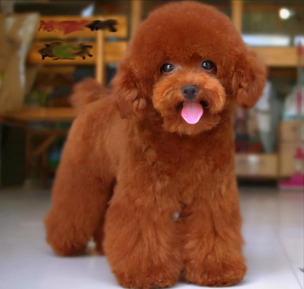 這3種狗是“養狗首選”，不僅便宜還好養活