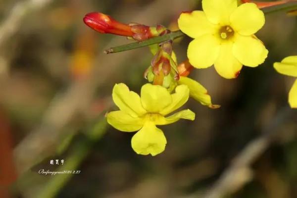 爛然黃燦的——迎春花