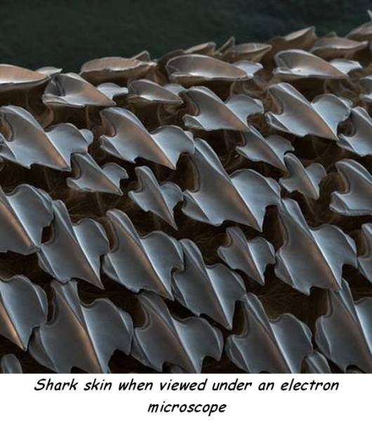 70個神奇照片,狗熊大戰狼,美國槍斃處決室,施瓦辛格的非洲兄弟 70個神奇照片,狗熊大戰狼,美國槍斃處決室,施瓦辛格的非洲兄弟