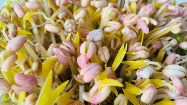 立春後要常吃這6種菜,跟著季節吃時令,古人的養生智慧要善用 立春後要常吃這6種菜,跟著季節吃時令,古人的養生智慧要善用