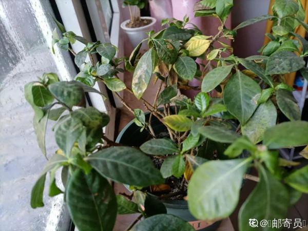 冬天6類花，葉片和花苞別噴水，一噴就爛了