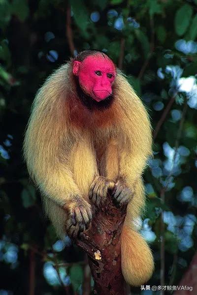 罕見的粉紅色動物