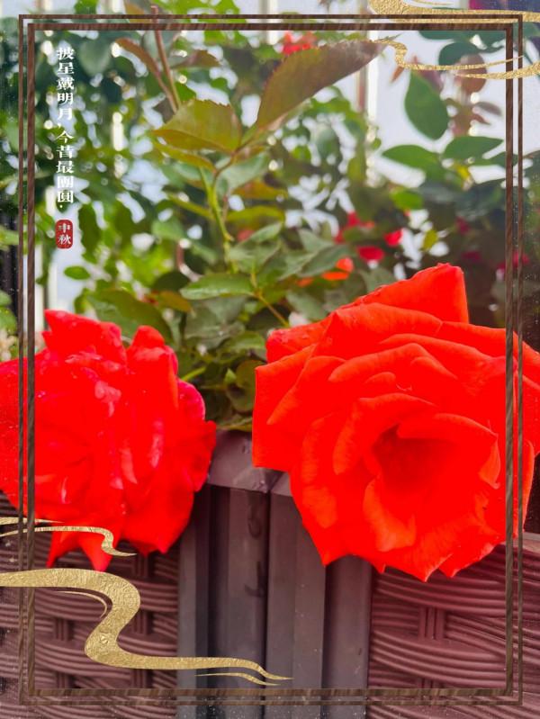 空中花園成就了我的夢想