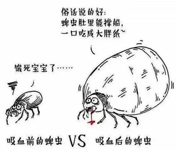 【衛生檢疫】草爬子的自述