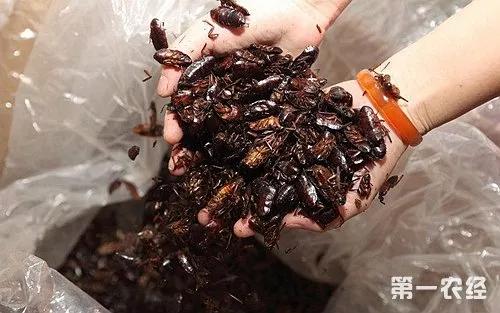 吃了17年的食物，竟是蟑螂