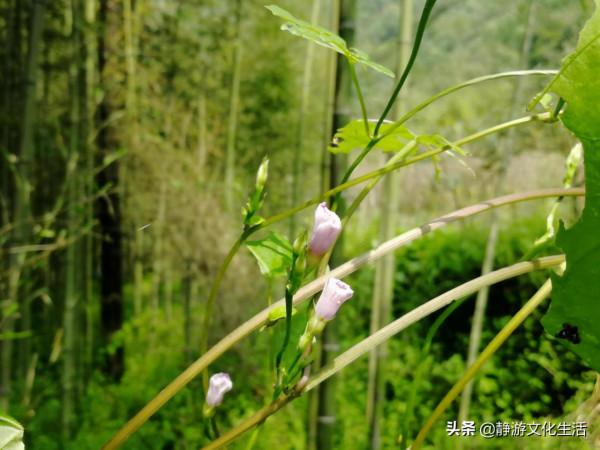 浮屋皆古翠，照門多晴川，林澤之間，來自小瀘沽湖下嚴村的呼喚