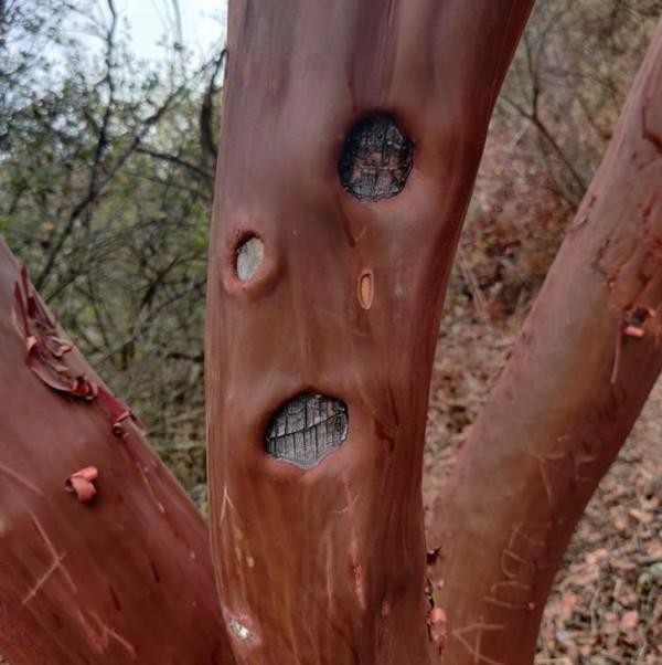 20張活久未見的照片,一隻公雞PK7只火雞,這氣場太霸氣了 20張活久未見的照片,一隻公雞PK7只火雞,這氣場太霸氣了