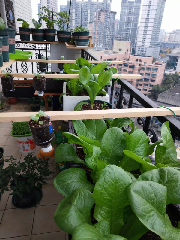 陽臺種菜的樂趣