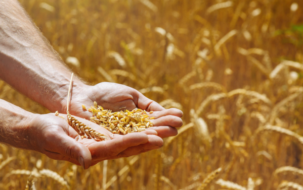 能源危機後遺症,全球糧價將暴漲?危機加劇,中國為何能化解? 能源危機後遺症,全球糧價將暴漲?危機加劇,中國為何能化解?