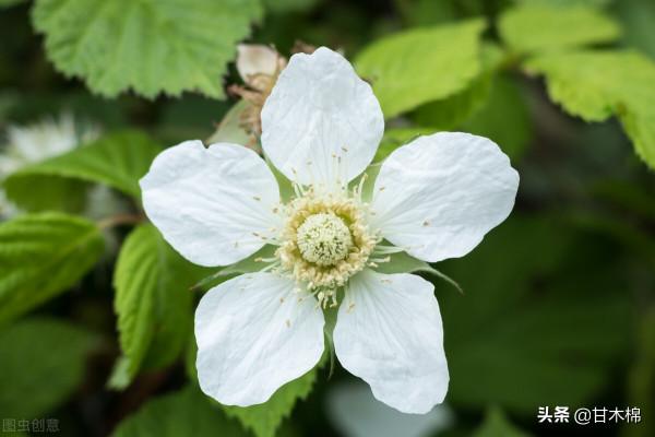 帶你一起回味62種南方野果子,它們是物質匱乏年代小朋友的零食 帶你一起回味62種南方野果子,它們是物質匱乏年代小朋友的零食