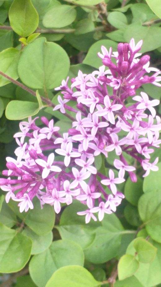 耐寒花清單，10種花能耐零下15度，秋冬養正合適