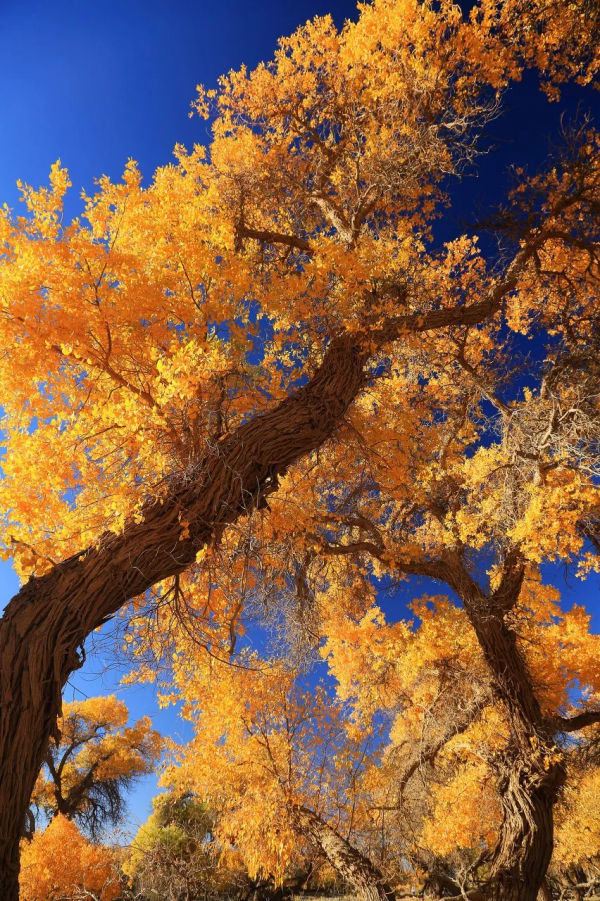 我去旅行，不是因為我有錢