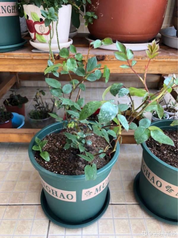 缺德商販，把“綠化草”包裝成“進口花”來賣，上當的人真不少