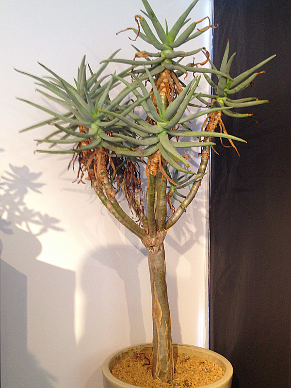 6種&OpenCurlyDoubleQuote;小多肉&rdquo;，輕鬆養成&OpenCurlyDoubleQuote;樹&rdquo;，身高八米，開花漂亮