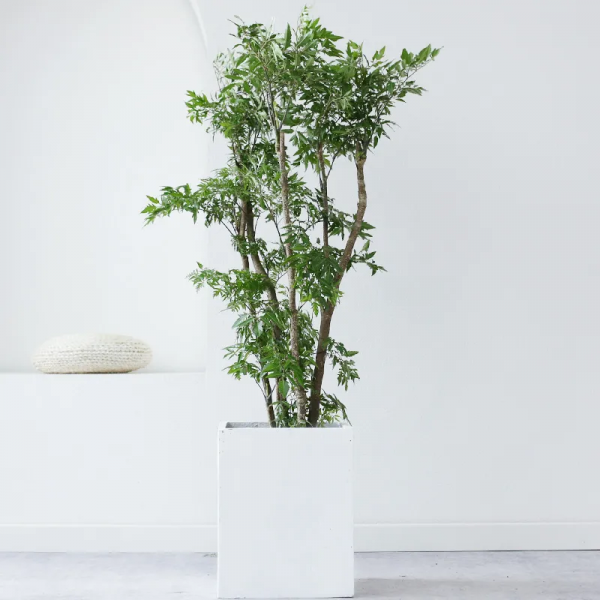 2021年最流行的客廳花卉植物，看看哪種最適合你家