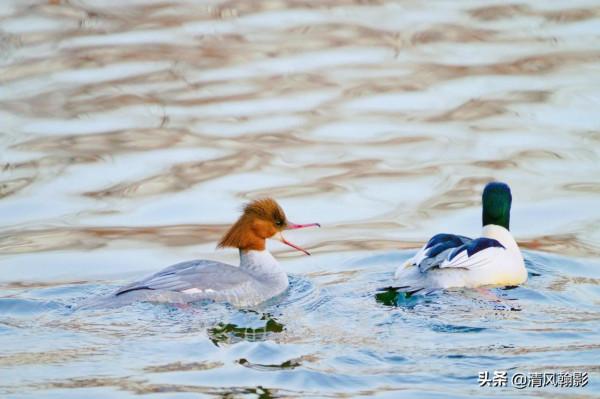 雖然二代很香，還是要推薦大家買一代，畢竟是大師頭