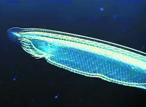 硬核科普:為什麼只有人類進化出高度發達的大腦? 硬核科普:為什麼只有人類進化出高度發達的大腦?