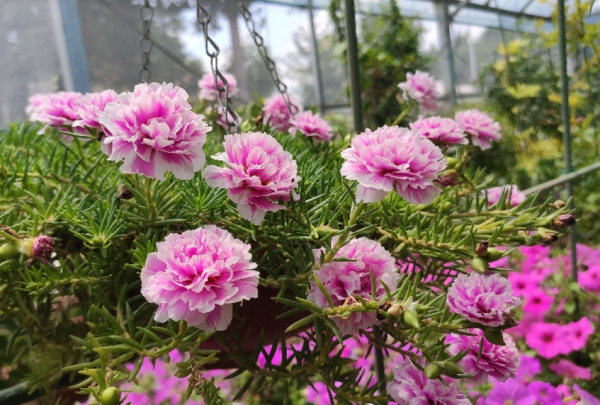 5種&OpenCurlyDoubleQuote;待機時間&rdquo;長的小盆栽，陽臺室內都能養，花期長花量大