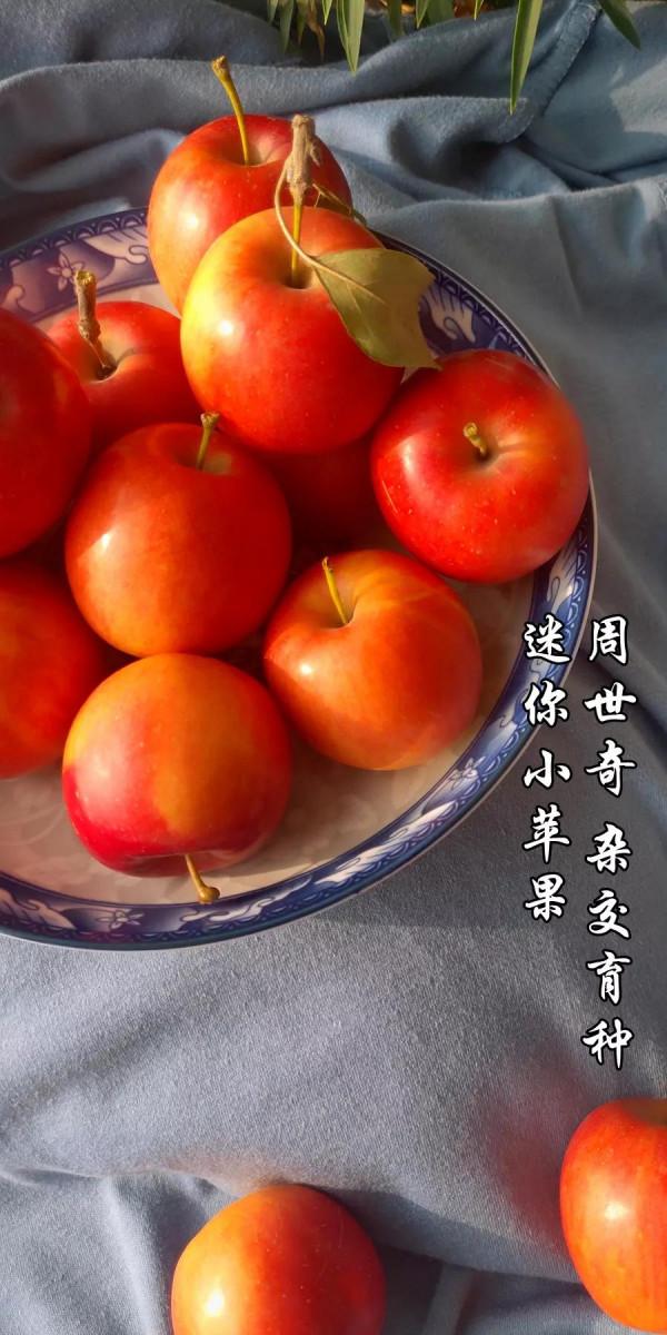 迷你小蘋果(周世奇雜交育種)