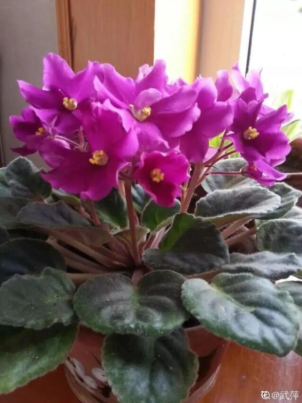 冬天6類花，葉片和花苞別噴水，一噴就爛了