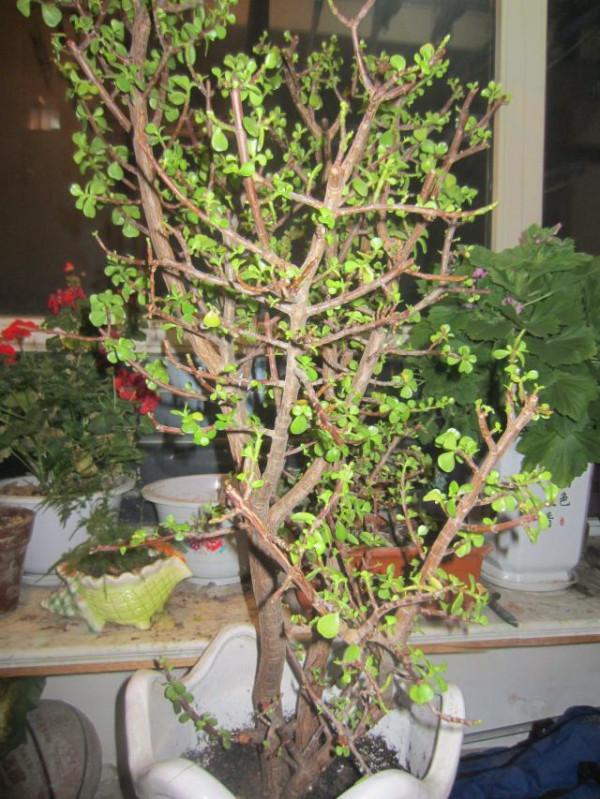 地裡一種&OpenCurlyDoubleQuote;軟趴趴&rdquo;的野菜，經過控養，也能變成有趣的老樁盆景