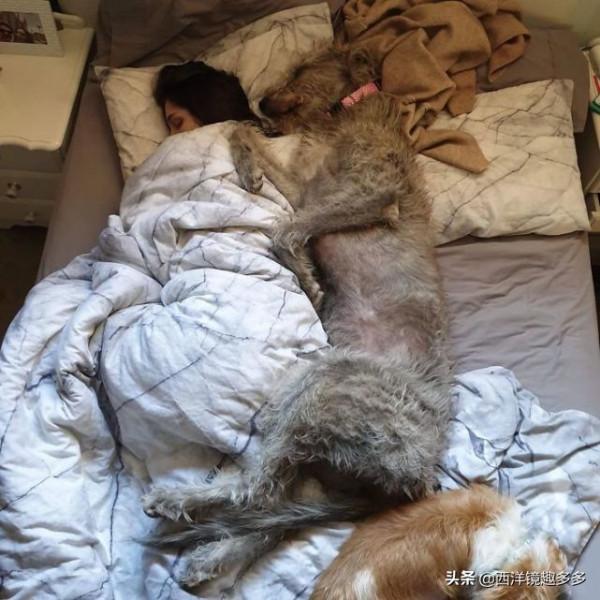 名字兇悍,個頭巨大,日常逗比,愛爾蘭獵狼犬是種怎麼樣的存在? 名字兇悍,個頭巨大,日常逗比,愛爾蘭獵狼犬是種怎麼樣的存在?