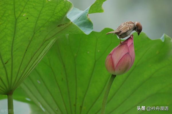 荷花與鳥兒的美麗邂逅