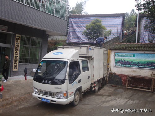 新引入黑山羊，有一個圈養過度的好方法