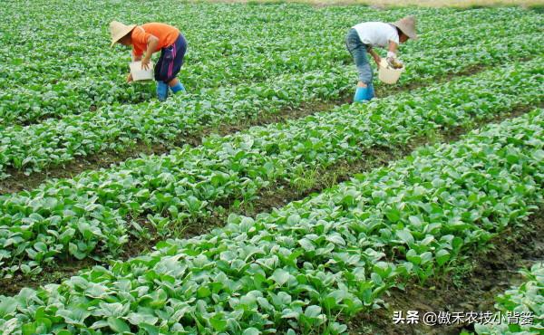 哪些肥料混用後容易&OpenCurlyDoubleQuote;起衝突&rdquo;，哪些肥料混用後能做&OpenCurlyDoubleQuote;好朋友&rdquo;？