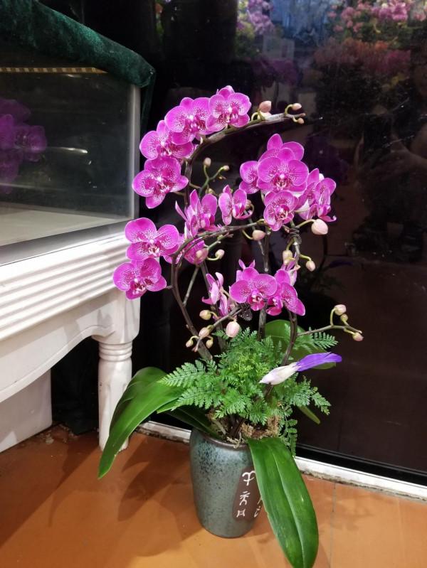 過年買花“避坑”指南，這6種花，再漂亮也別買，買回家浪費錢