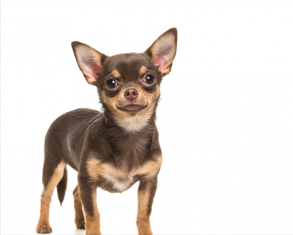 冬季適合養這幾種狗,抗凍又可以當暖手寶 冬季適合養這幾種狗,抗凍又可以當暖手寶