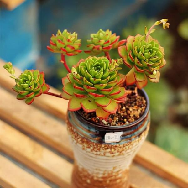 喜歡“小盆”的12種花，幹養多曬，擠著養，枝葉翠綠花大如碗