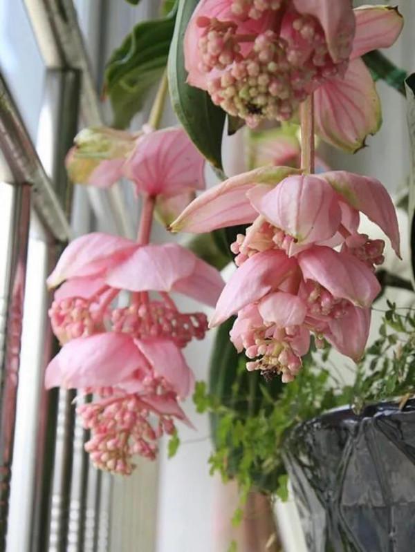 花中貴妃 寶蓮燈花