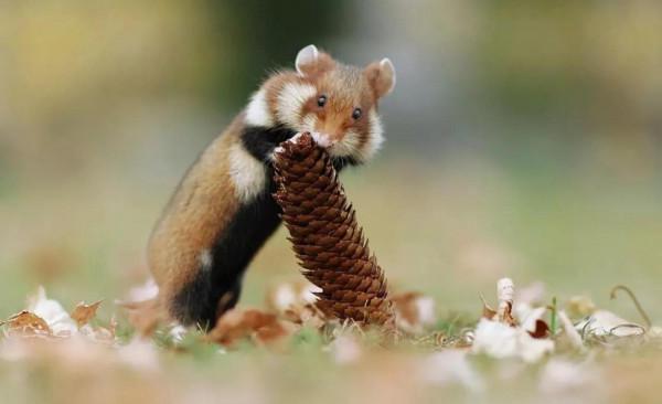 “你送我回家吧”老實人，你懂嗎？