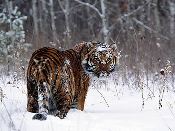 咬死15只羊，擄走7頭看門狗，四處闖禍的&OpenCurlyDoubleQuote;烏斯京&rdquo;被關進動物園