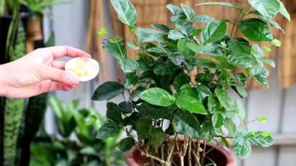 養茉莉，冬天做好4件事，開春新枝長得旺，多開花