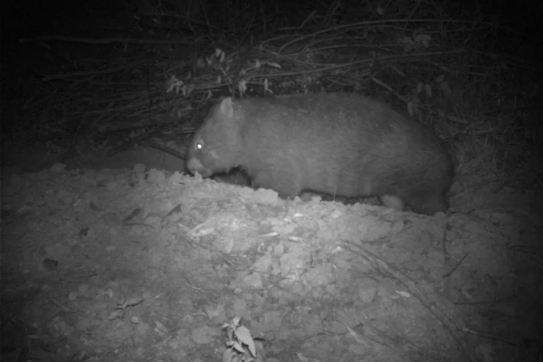 這個澳洲土肥圓紅了！靠拉粑粑和賣萌圈粉眾多，卻發現原來是社恐