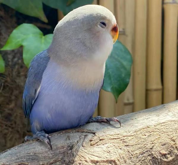 可愛到冒泡的“走地雞”