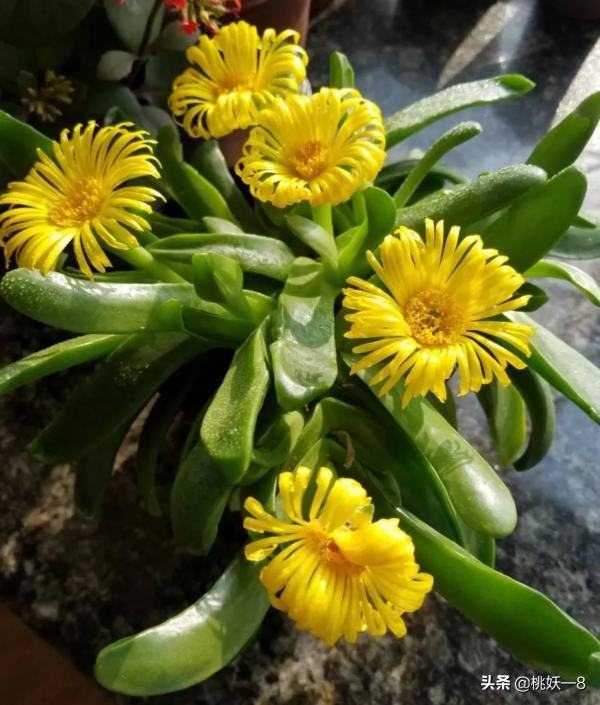 5種霸氣花，個個“醜八怪”卻吉利鎮宅，丟在角落不管，一樣爆棚