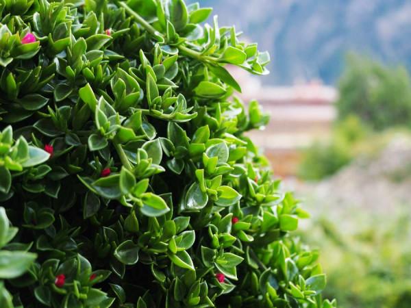 大渡河畔的川西世外桃源，被評為一生中必去古鎮，盛產美人