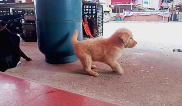 快樂的生活源於家裡的小寵物 快樂的生活源於家裡的小寵物