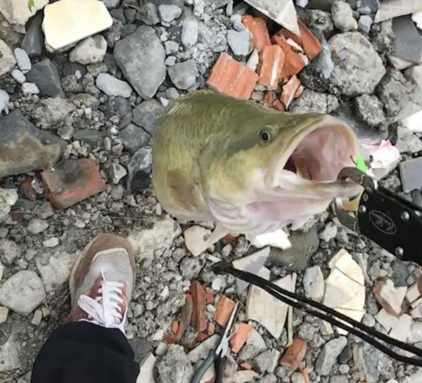 因鼠患猖獗，澳洲龍紋斑體型倍增，釣魚人：釣起來的魚一肚子老鼠