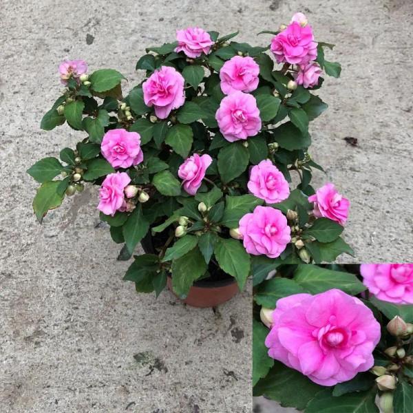 分享圖片，重瓣鳳仙花