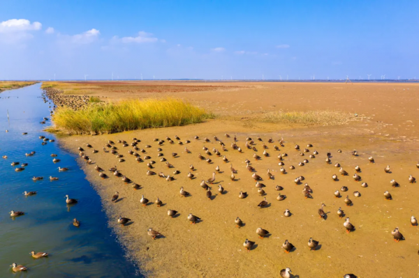 深秋，這裡是條子泥