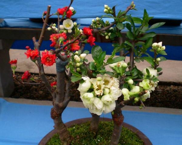 “家裡有棵樹，代代都富有”！室內養樹，建議從這9種裡面選