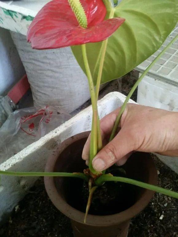 6種花別養老樁,越老越不開花,趕緊扦插備份 6種花別養老樁,越老越不開花,趕緊扦插備份