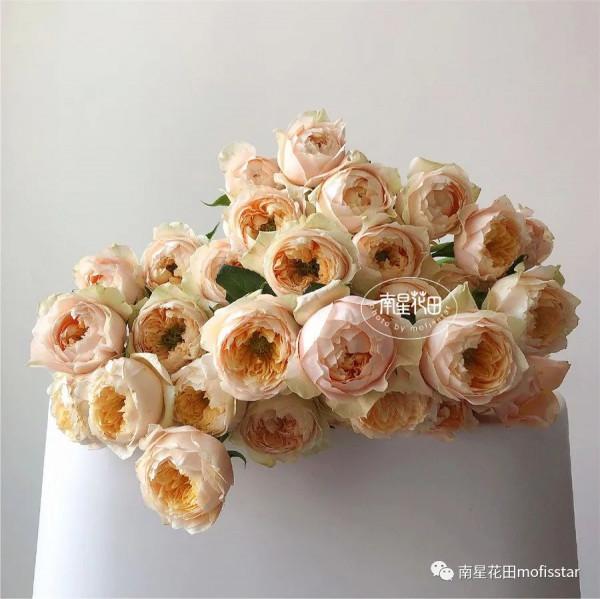 多頭黃蝴蝶 · 奶黃小包子