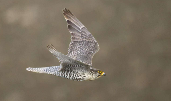 神鳥海東青是女真人的圖騰，速度無人能及，能有多快呢？